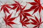 Fall maple leaves in ice Art Print